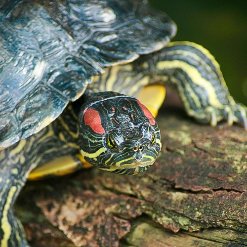 Detailreiches Porträt einer Rotwangen-Schmuckschildkröte auf einem Holzstamm, kunstvoll eingefangen für die Präsentation professioneller Tierfotografie.